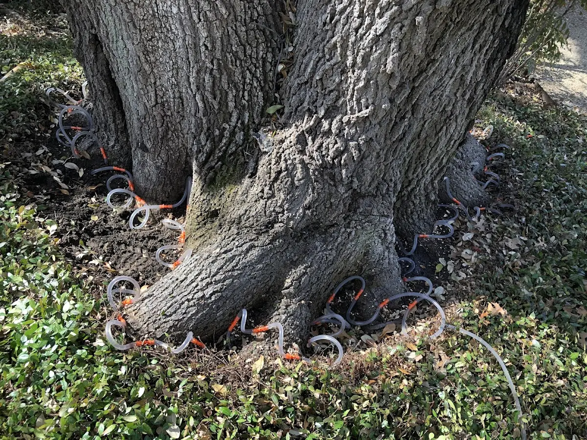 Detailed Tree Cabling and Bracing job site in Formoso